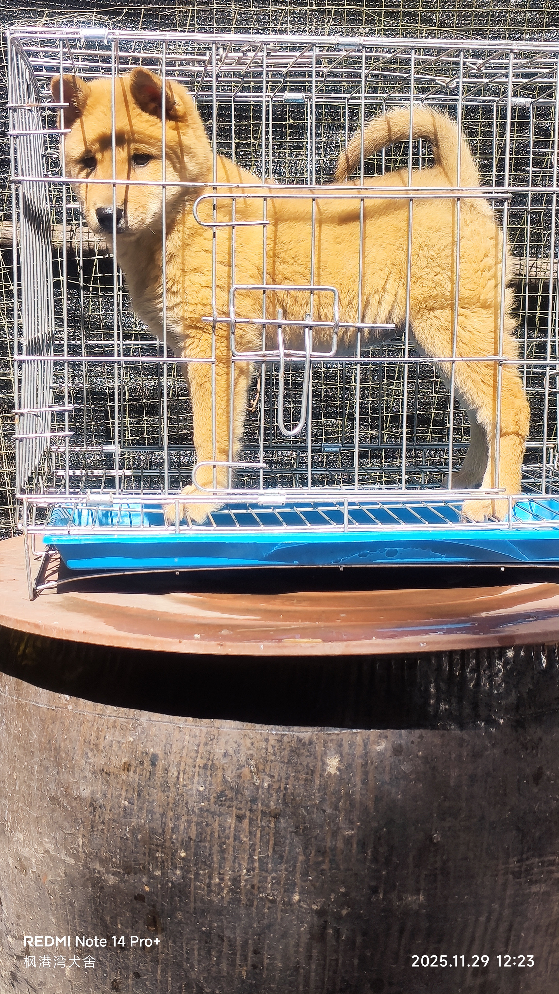 黑舌头，黄狗白面。虎头猫耳。